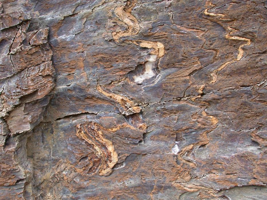 Folded Mineralized and Silicified Volcanics at Fire Claims - A Classic Alteration Assemblage Associated with VMS Deposits