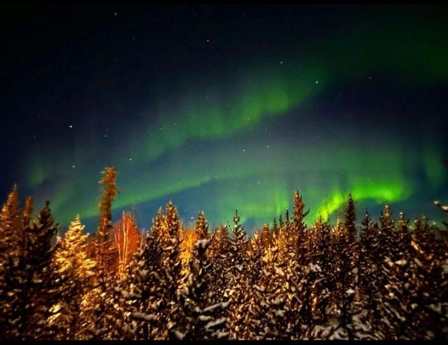 Snowy forest and northern lights A snowy forest with northern lights in the background